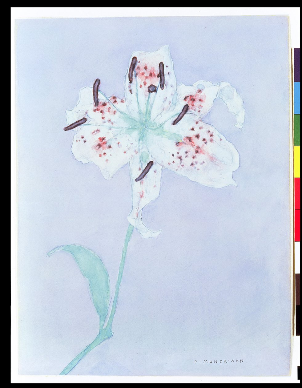 Lilia, po 1921 (akwarela i ołówek) autorstwa Piet Mondrian