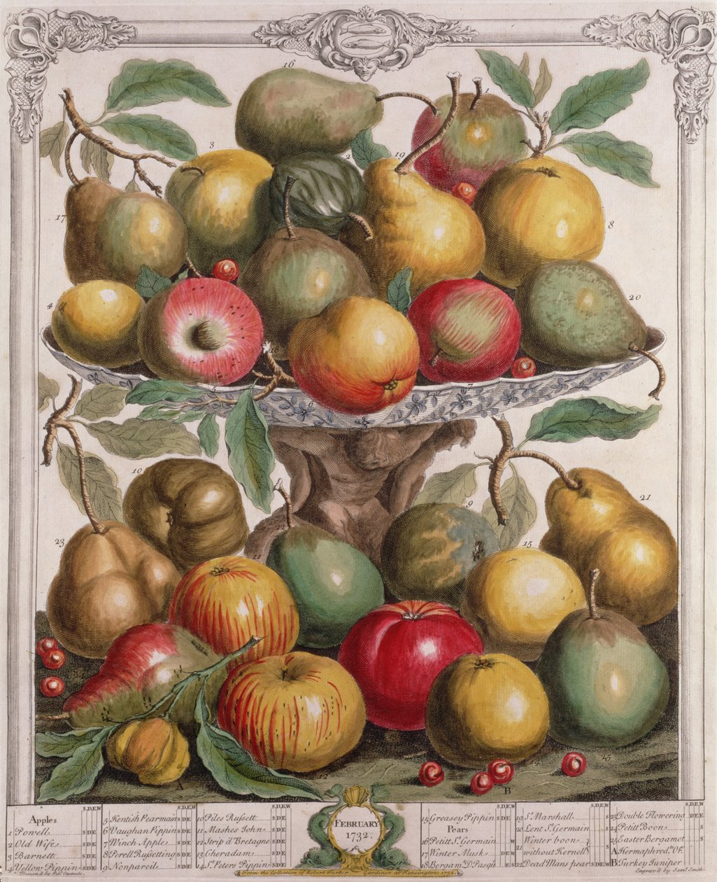 Luty, z "Twelve Months of Fruits", Robert Furber (ok. 1674-1756), wyryty przez Jamesa Smitha, 1732 (rycina kolorowa) autorstwa Pieter Casteels