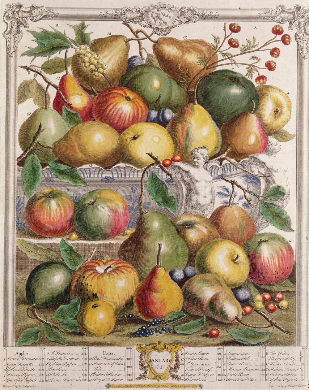 1-р сар, "Арван хоёр сарын жимс"-ээс, Роберт Фурберийн (1674-1756 он) сийлсэн Жерард Вандергухт (1696-1776) 1732 (өнгөт сийлбэр)поли autorstwa Pieter Casteels