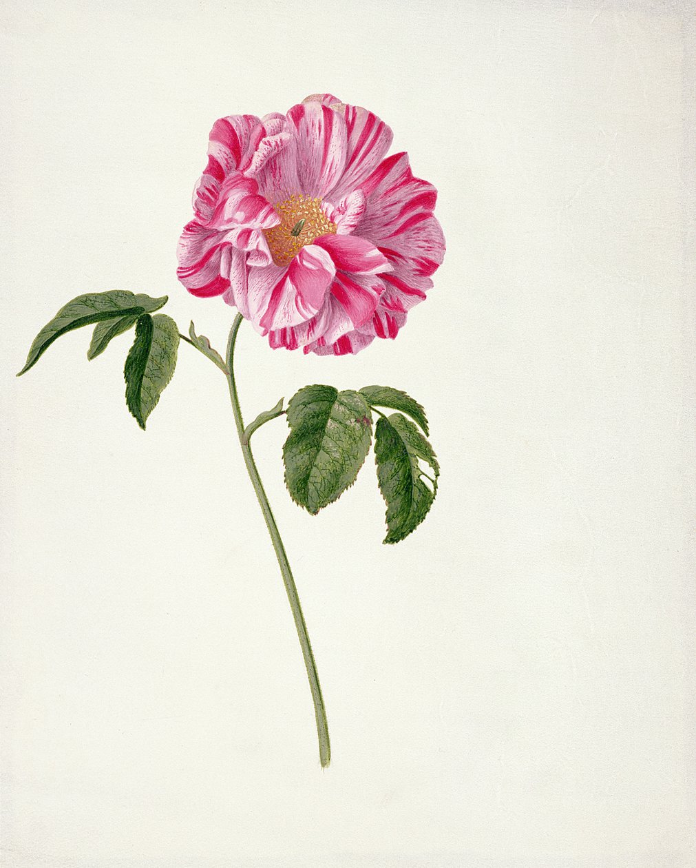 PD.101-1973f.3 Rosa gallica versicolour (Rosa mundi) (wc i gwasz na welonie) autorstwa Pieter Withoos