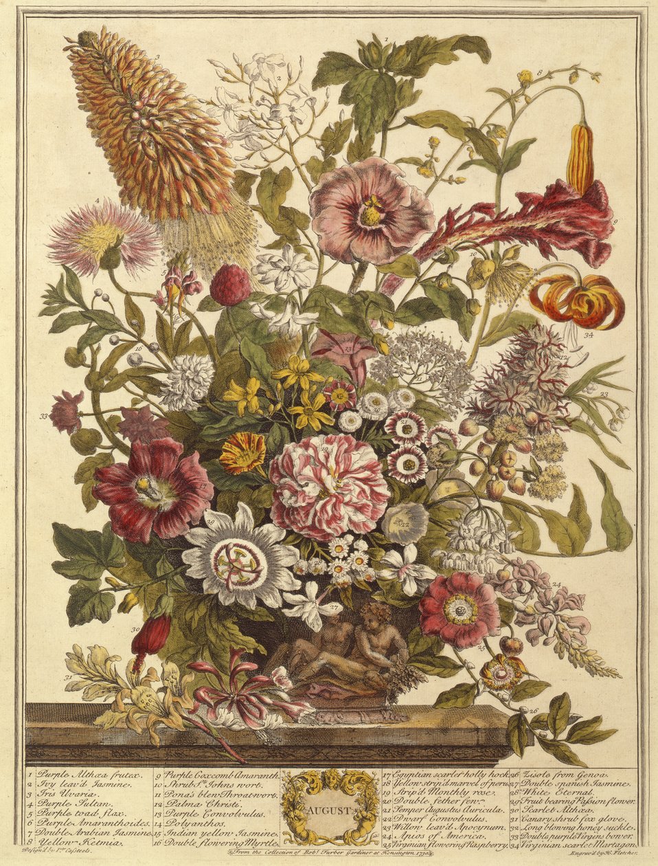 Sierpień, z Dwanaście miesięcy kwiatów Roberta Furbera (ok. 1674-1756) grawerowane przez Henry