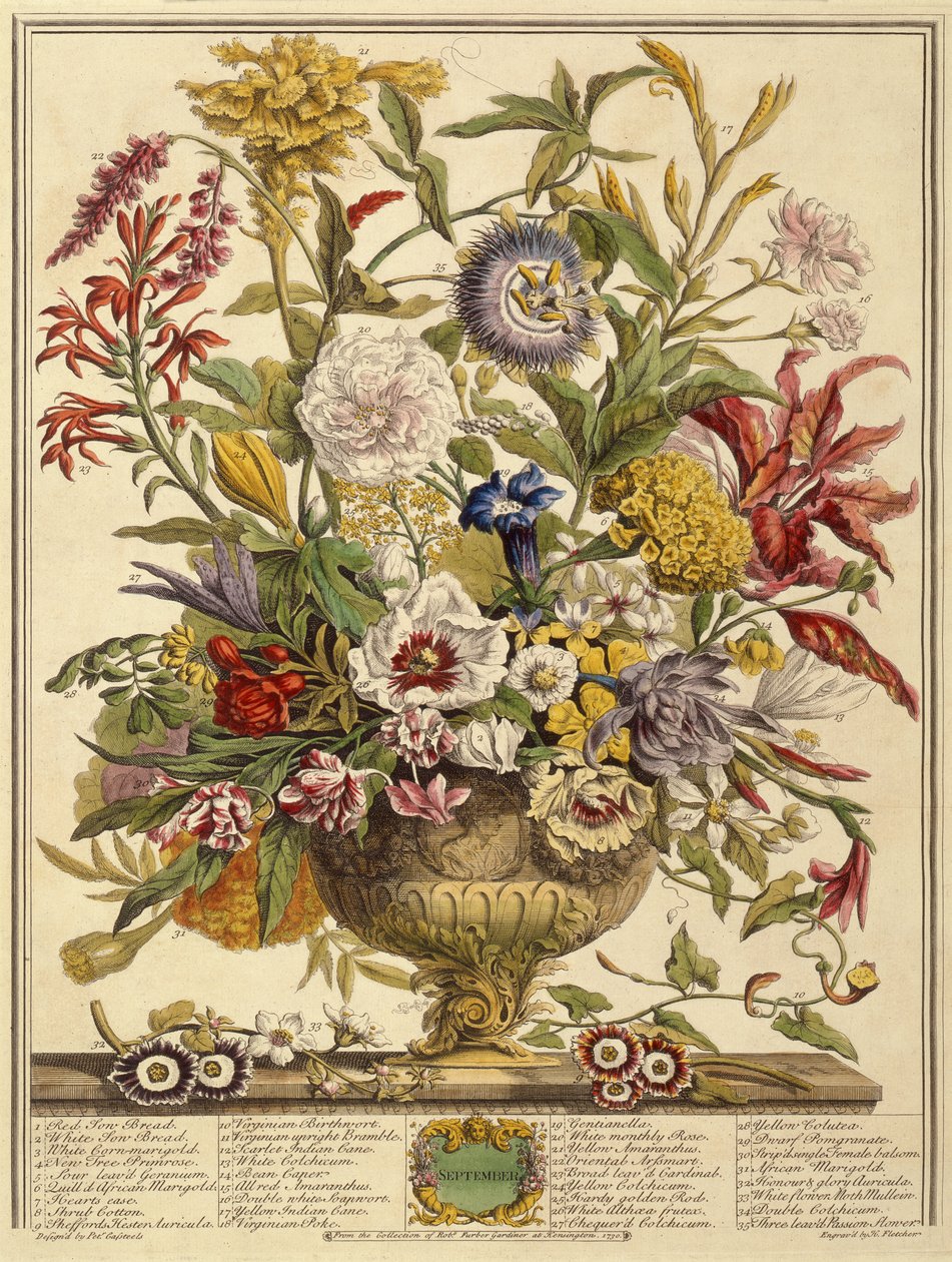 Wrzesień, z Dwunastu miesięcy kwiatów Roberta Furbera (ok. 1674-1756) grawerowanego przez Henry