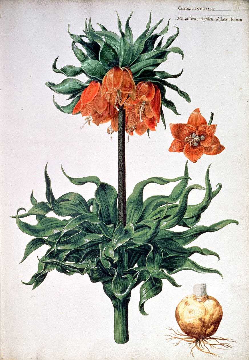 Fritillaria imperialis, ok. 1630 autorstwa Pieter van Kouwenhoorn