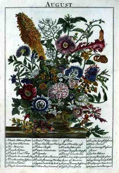 Sierpień, z „The Flower Garden Displayed” Roberta Furbera (ok. 1674-1756), sztych. James Smith, wyd. 1732 (kolorowy grawerunek) autorstwa Pieter (after) Casteels