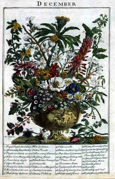 grudzień, z „The Flower Garden Displayed” Roberta Furbera (ok. 1674-1756), sztych. James Smith, wyd. 1732 (kolorowy grawerunek) autorstwa Pieter (after) Casteels