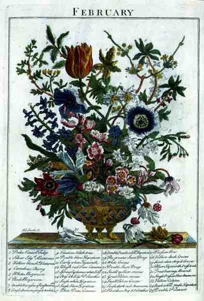Luty, z „The Flower Garden Displayed” Roberta Furbera (ok. 1674-1756), sztychowane przez Jamesa Smitha, wyd. 1732 (kolorowy grawerunek) autorstwa Pieter (after) Casteels