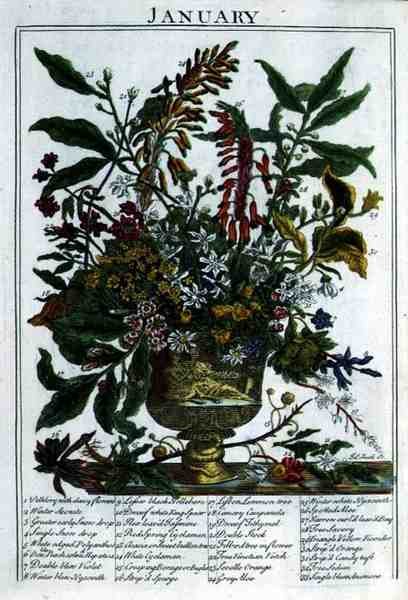 Styczeń, z „The Flower Garden Displayed” Roberta Furbera (ok. 1674-1756), sztychowane przez Jamesa Smitha, wyd. 1732 (kolorowy grawerunek) autorstwa Pieter (after) Casteels