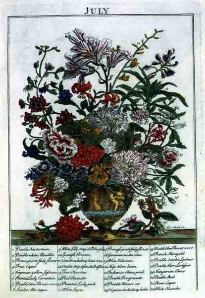lipiec, z „The Flower Garden Displayed” Roberta Furbera (ok. 1674-1756), sztych. James Smith, wyd. 1732 (kolorowy grawerunek) autorstwa Pieter (after) Casteels