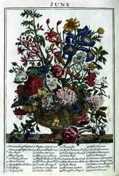 Czerwiec, z „The Flower Garden Displayed” Roberta Furbera (ok. 1674-1756), sztych. James Smith, wyd. 1732 (kolorowy grawerunek) autorstwa Pieter (after) Casteels