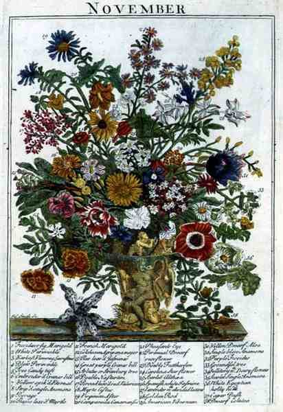 Listopad, z „The Flower Garden Displayed” Roberta Furbera (ok. 1674-1756), sztych. James Smith, wyd. 1732 (kolorowy grawerunek) autorstwa Pieter (after) Casteels