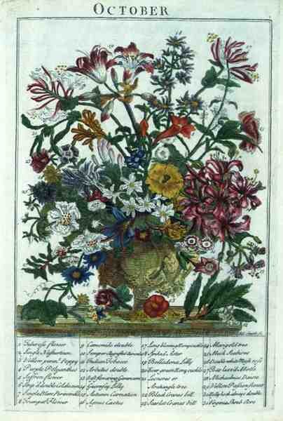Październik, z „The Flower Garden Displayed” Roberta Furbera (ok. 1674-1756), sztychowane przez Jamesa Smitha, wyd. 1732 (kolorowy grawerunek) autorstwa Pieter (after) Casteels