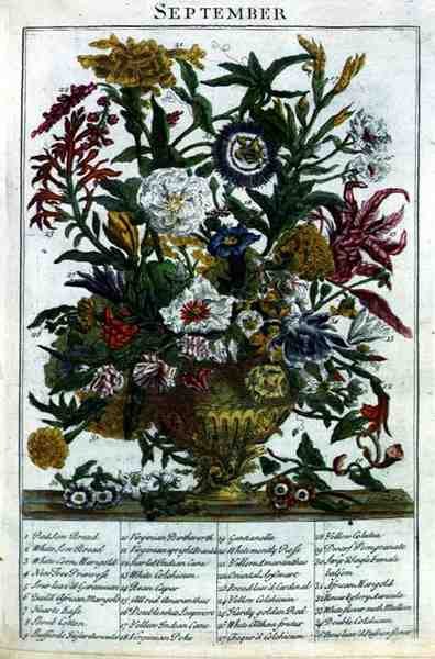 Wrzesień, z „The Flower Garden Displayed” Roberta Furbera (ok. 1674-1756), sztych. James Smith, wyd. 1732 (kolorowy grawerunek) autorstwa Pieter (after) Casteels