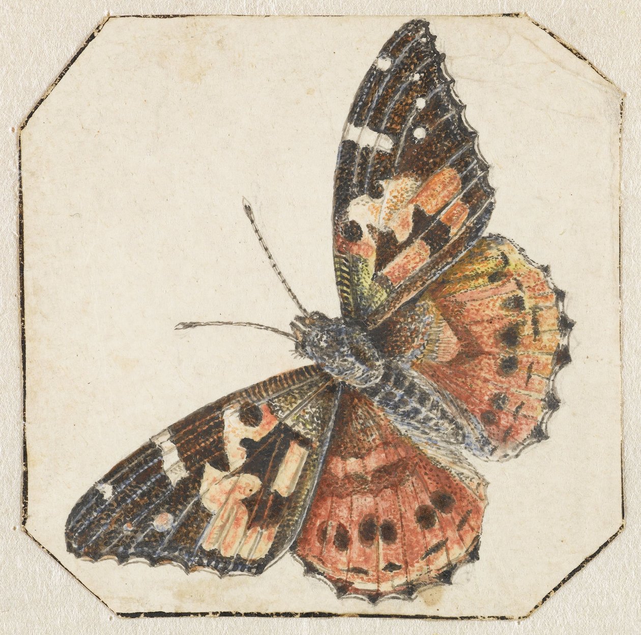 Motyl oset (Vanessa cardui) autorstwa Pieter Barbiers (possibly)