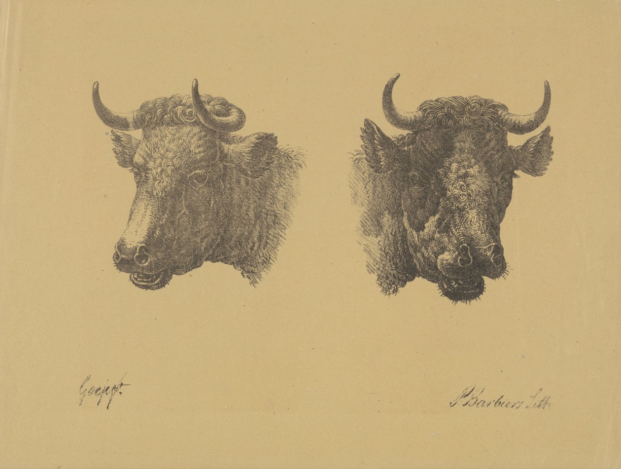 Dwie głowy byka autorstwa Pieter Bartholomeusz. Barbiers