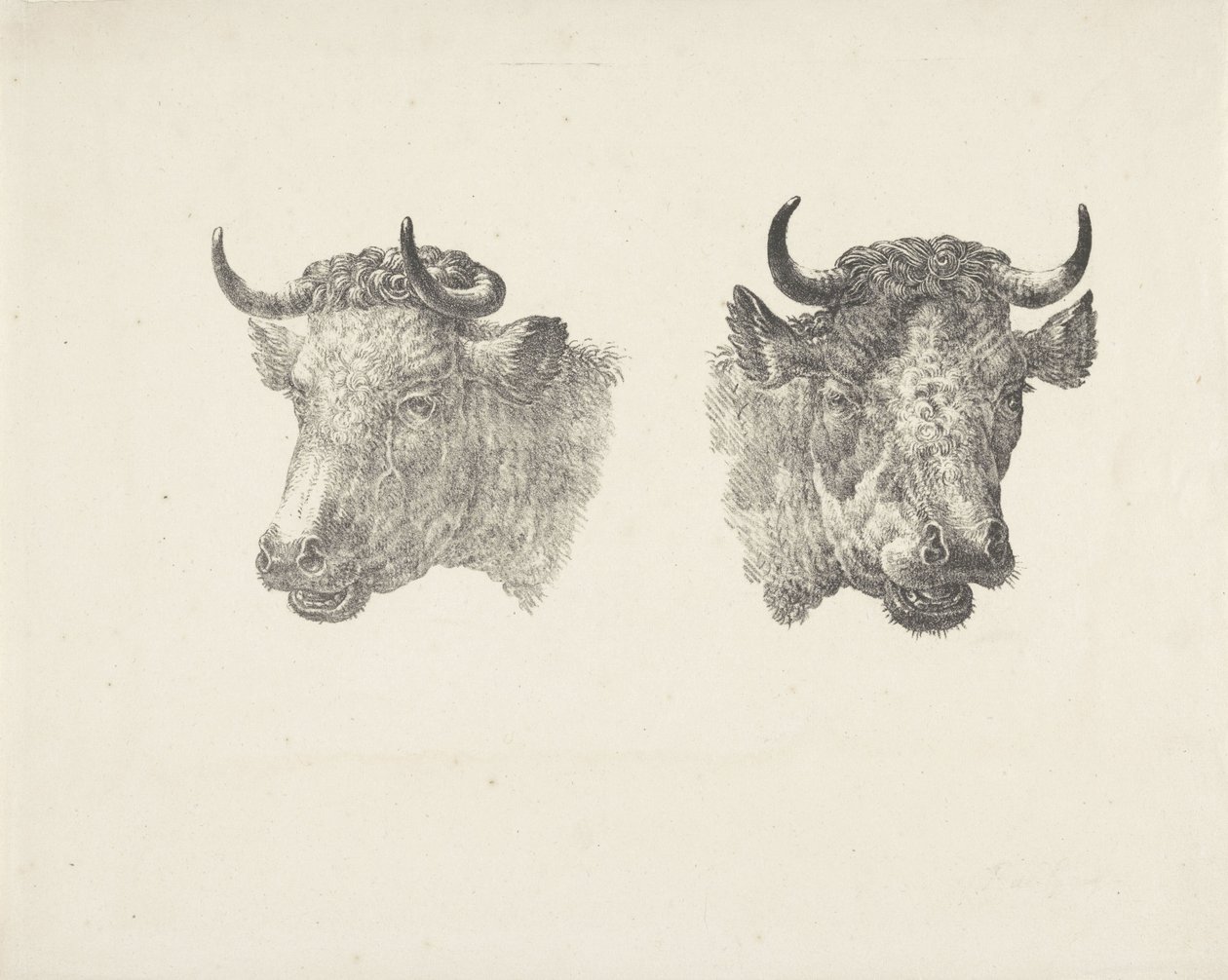 Dwie głowy byka autorstwa Pieter Bartholomeusz. Barbiers