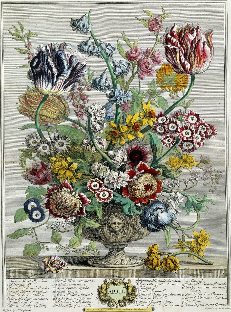 kwiecień, z „Dwanaście miesięcy kwiatów”, 1730 autorstwa Pieter Casteels