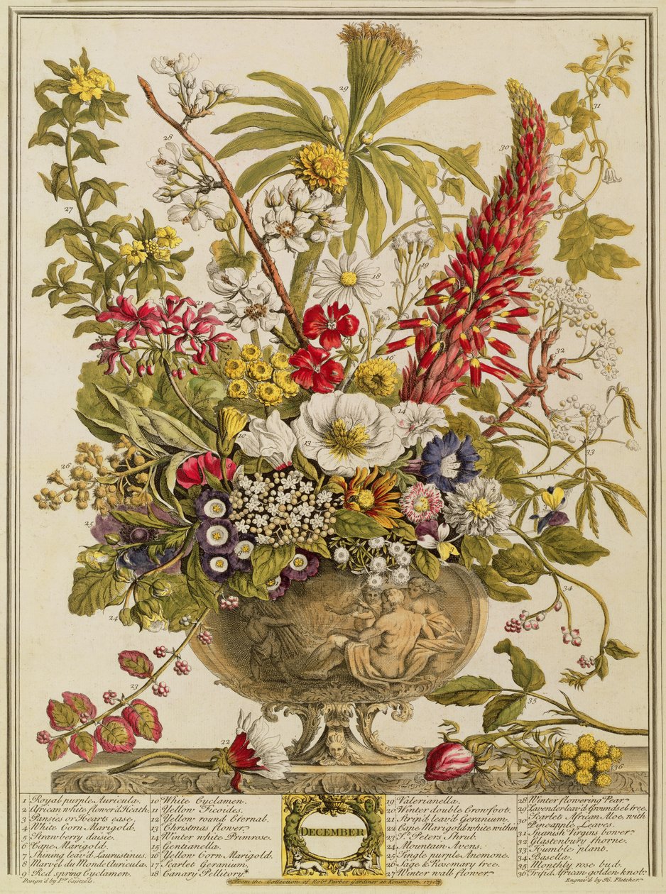 Grudzień, z "Dwunastu miesięcy kwiatów" Roberta Furbera (ok. 1674-1756) rytowany przez Henry