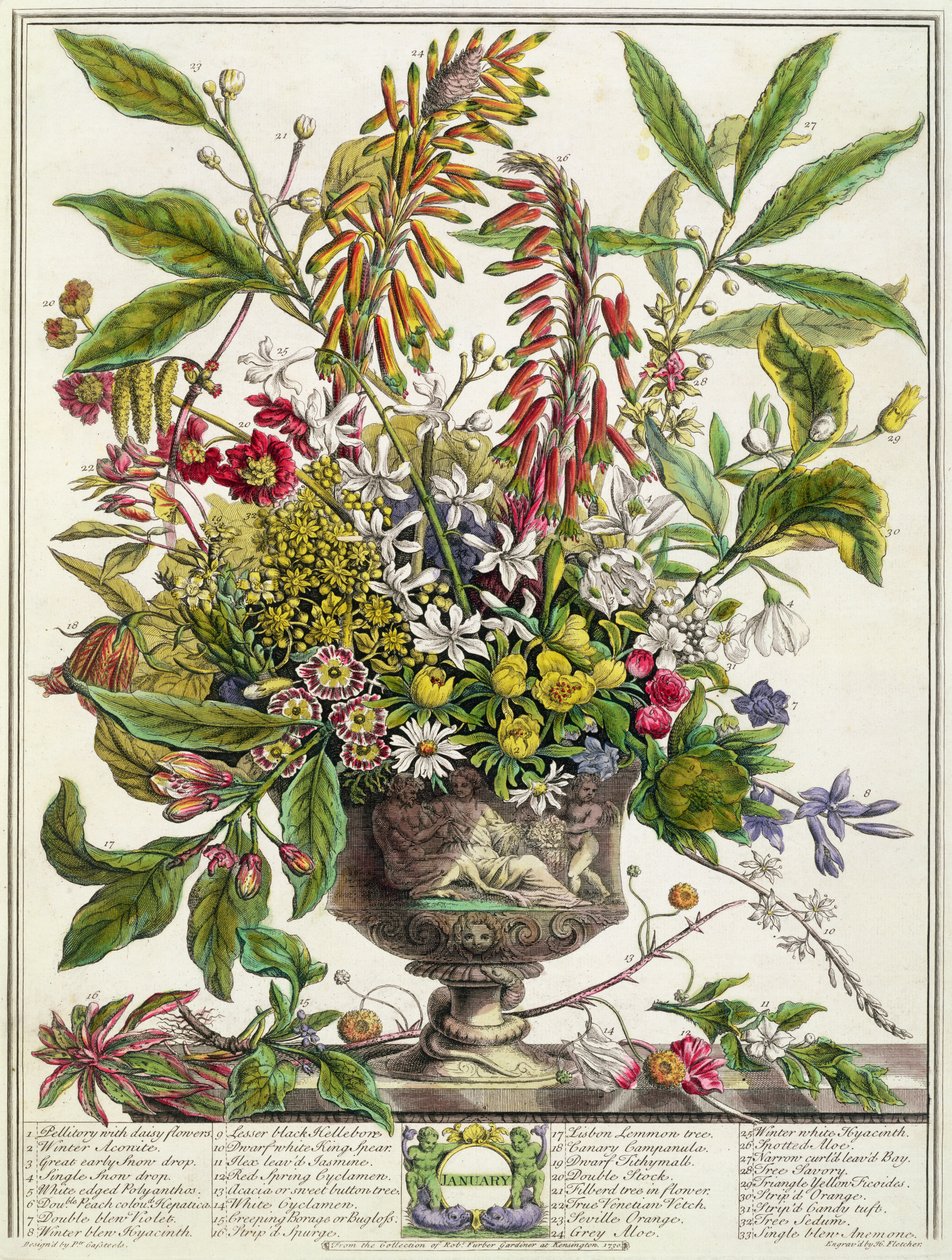 Styczeń, z "Dwunastu miesięcy kwiatów" Roberta Furbera (ok. 1674-1756) rytowany przez Henry