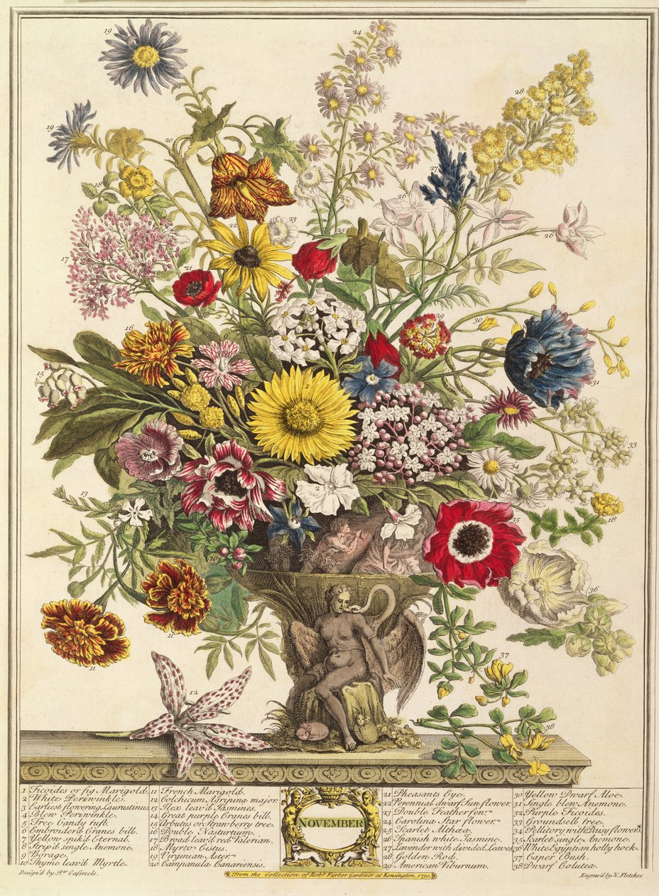 نومبر، د "ګلونو د دولسو میاشتو" څخه رابرټ فربر (c.1674-1756) د هنري فلیچر (رنګ نقاشي) پولي لخوا نقاش شوی autorstwa Pieter Casteels