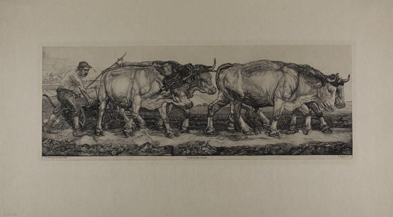 Woły do orki autorstwa Pieter Dupont