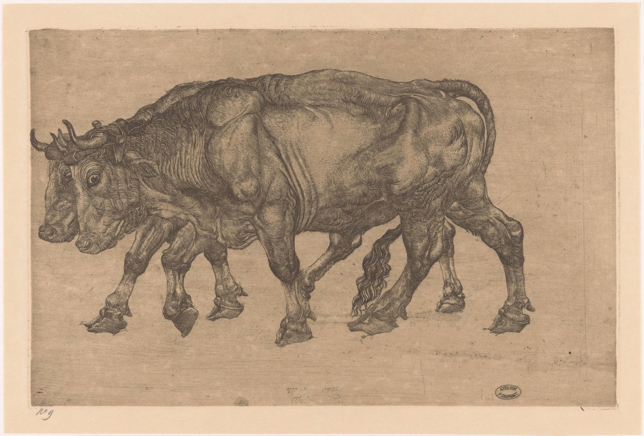dwa woły autorstwa Pieter Dupont