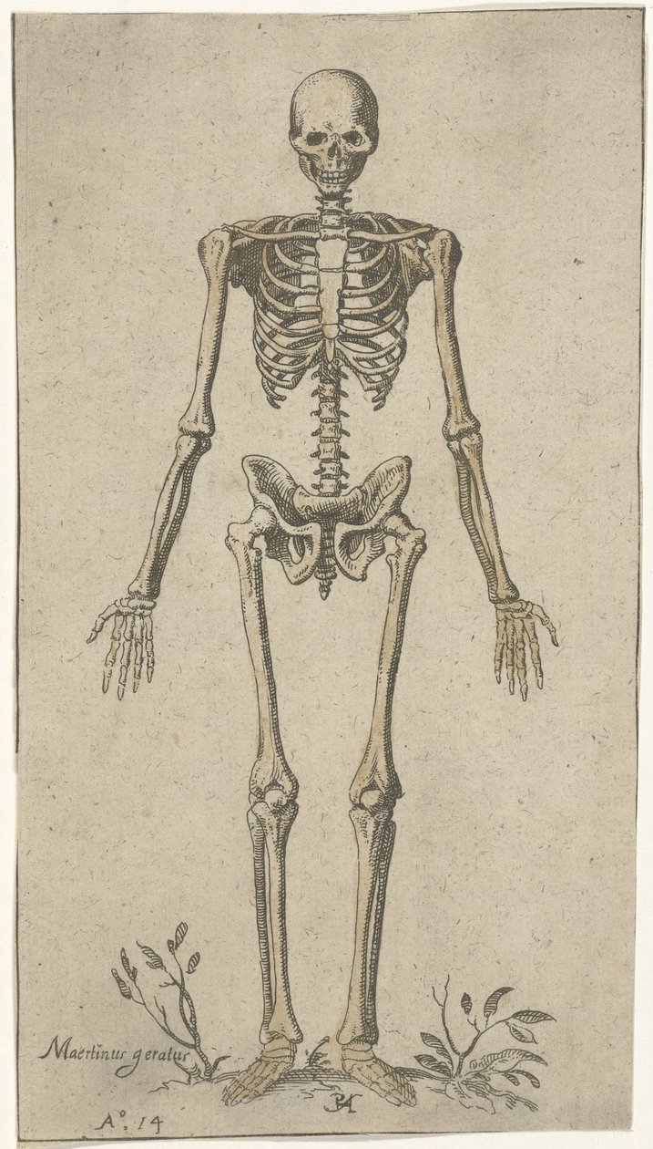 Szkielet męski, widziany z przodu Studia anatomiczne (tytuł serii) autorstwa Pieter Feddes van Harlingen
