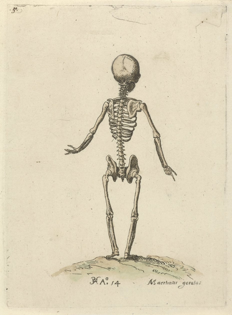 Szkielet widziany od tyłu Studia anatomiczne (tytuł serii) autorstwa Pieter Feddes van Harlingen