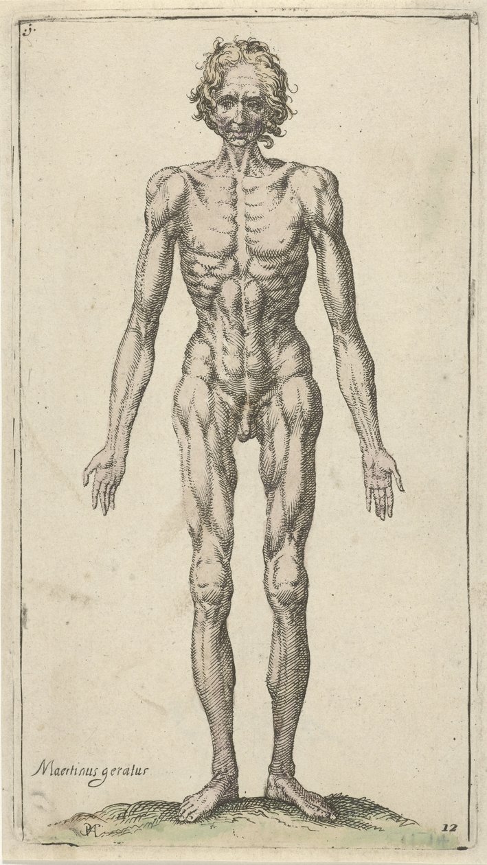 Studium nagiego mężczyzny Studia anatomiczne (tytuł serii) autorstwa Pieter Feddes van Harlingen