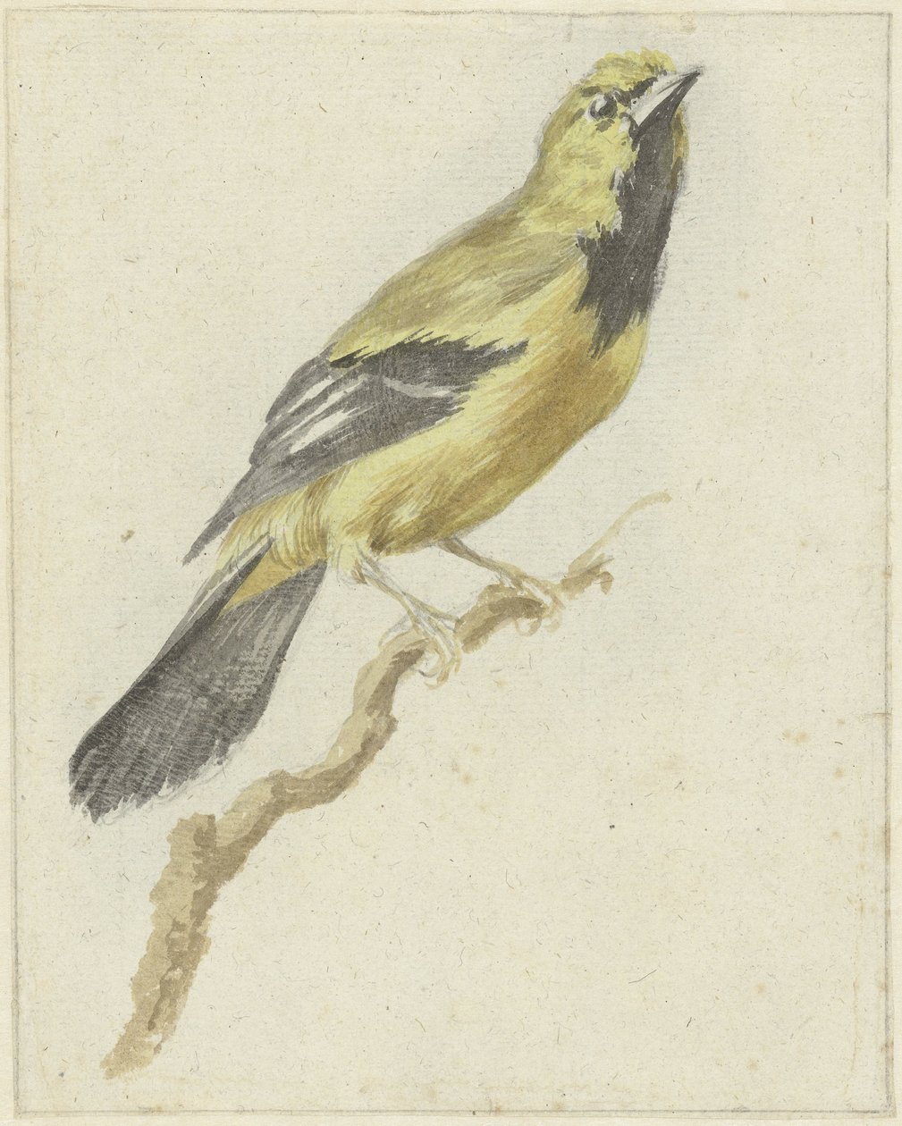 Wilga żółta (Icterus nigrogularis) autorstwa Pieter Gevers