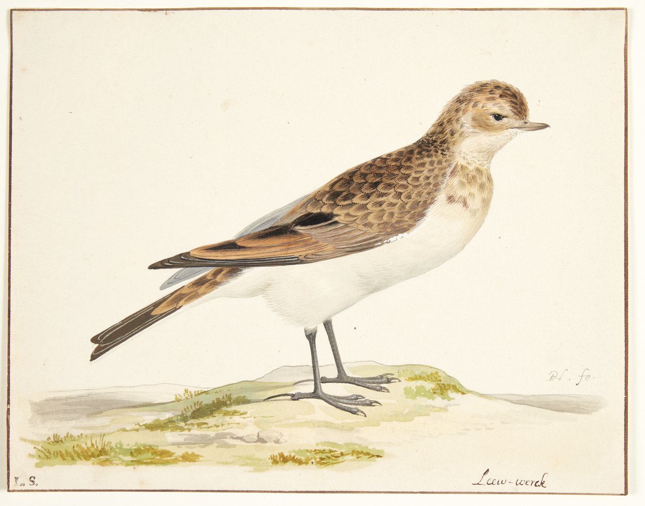 Skowronek (alauda arvensis) autorstwa Pieter Holsteijn