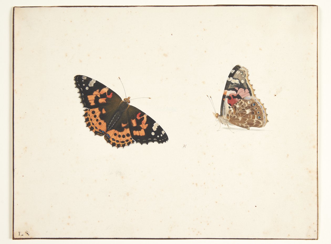 Dwa badania ostu (vanessa cardui l.) autorstwa Pieter Holsteijn