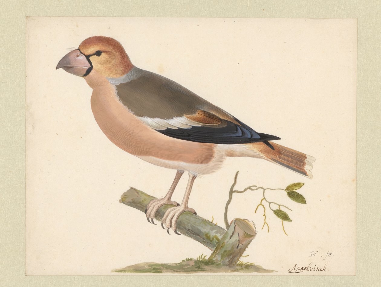 jabłoń autorstwa Pieter Holsteyn (I)