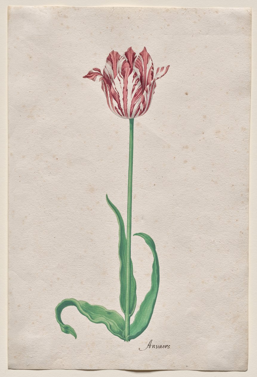 Studium tulipana (Anvaers) autorstwa Pieter Holsteyn II