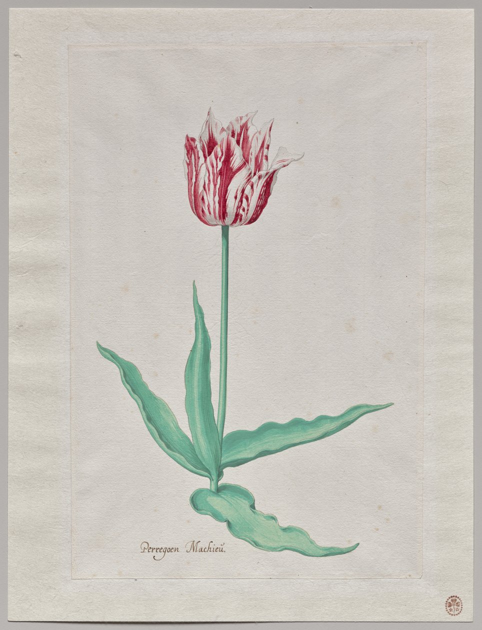 Studium tulipana (Perregoen Machieu) autorstwa Pieter Holsteyn II
