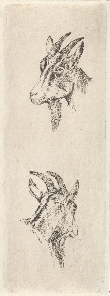 głowa kozy autorstwa Pieter Janson