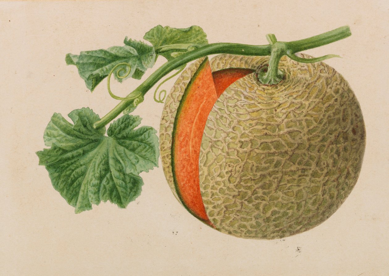 Oryginały z wydawnictw ogrodniczych i sadowniczych, 1878-1881. autorstwa Pieter Joseph de Pannemaeker