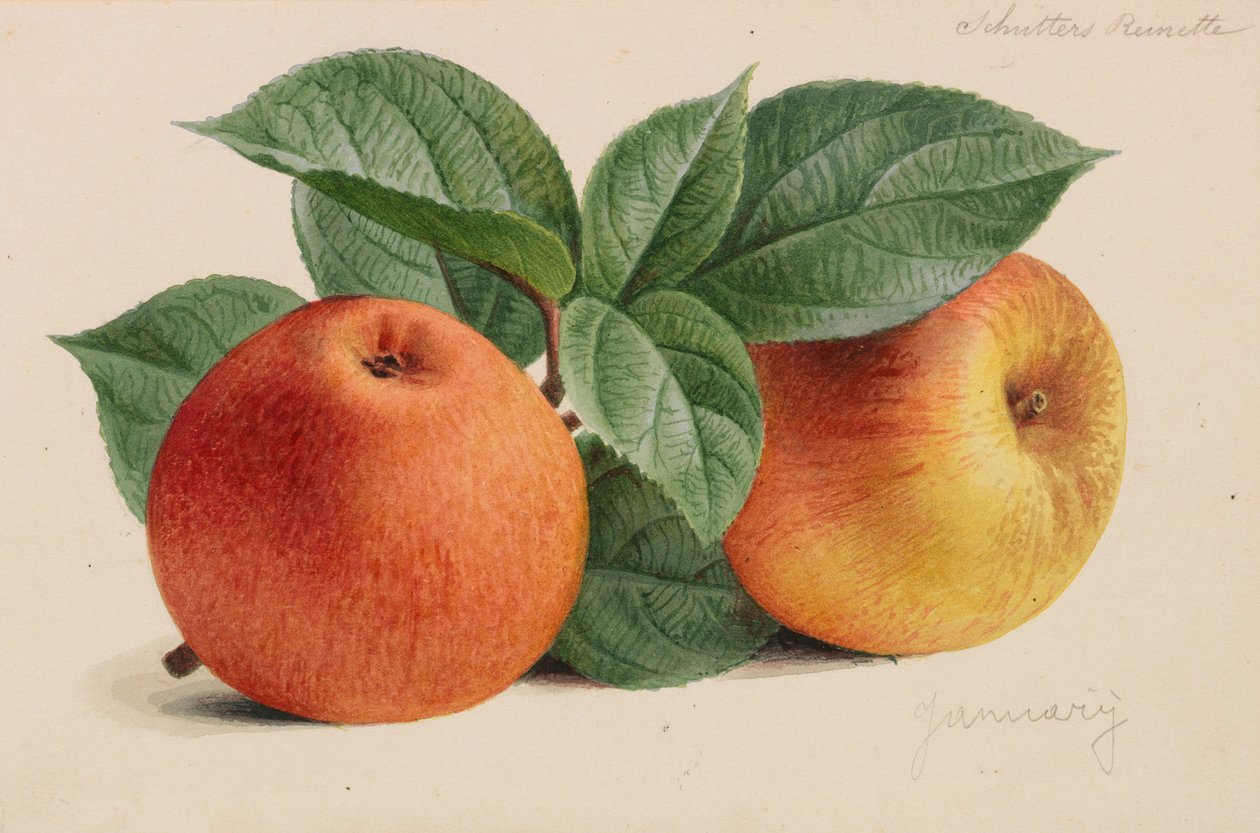 Oryginały z wydawnictw ogrodniczych i sadowniczych, 1878-1881. autorstwa Pieter Joseph de Pannemaeker