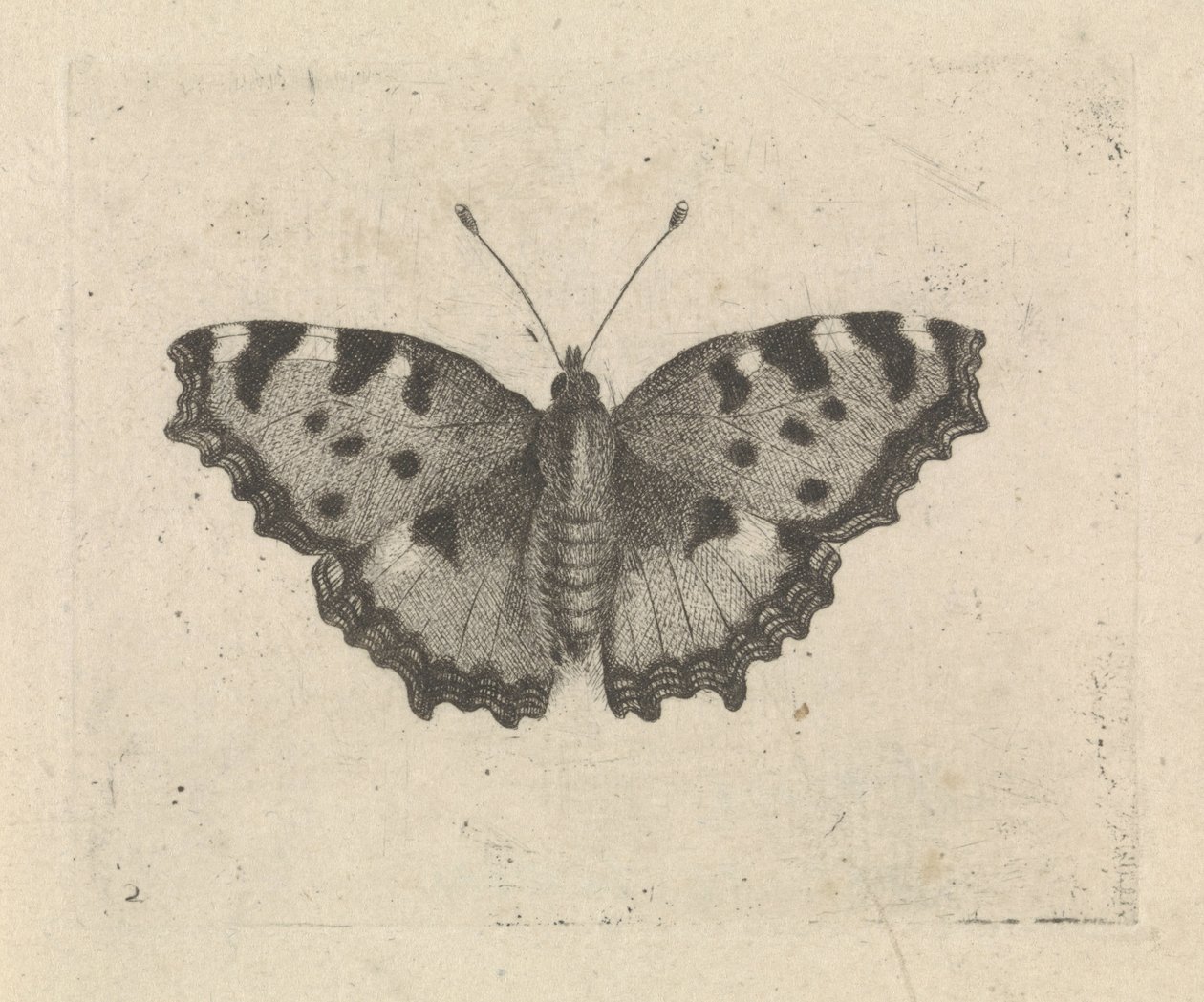 Motyl autorstwa Pieter Lyonet