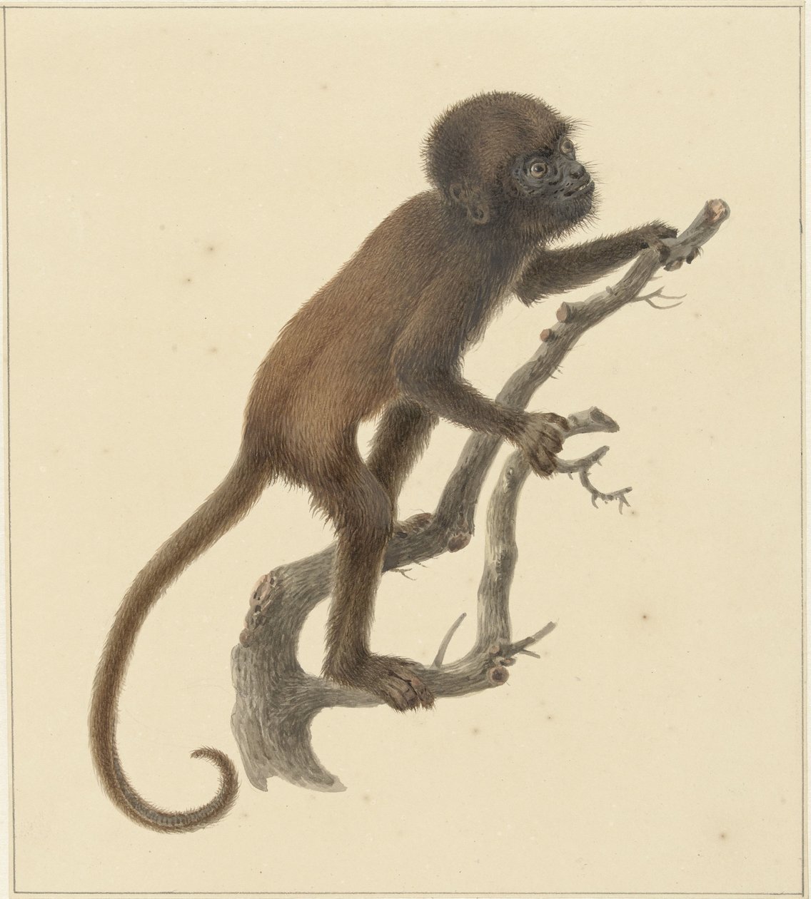 małpa autorstwa Pieter Pietersz. Barbiers