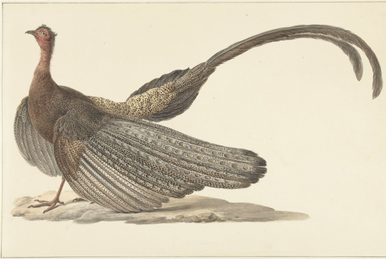 Bażant Argus autorstwa Pieter Pietersz. Barbiers