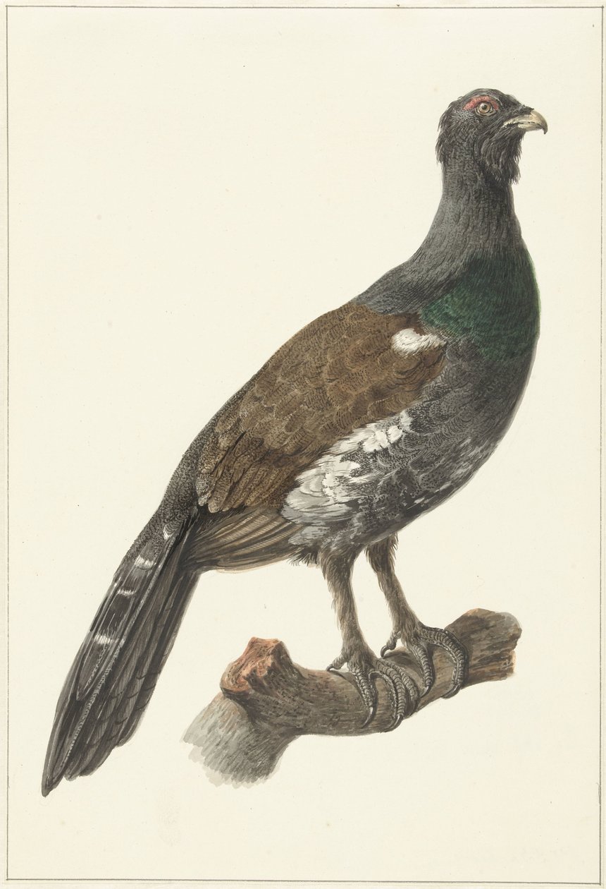Auerhaan autorstwa Pieter Pietersz. Barbiers