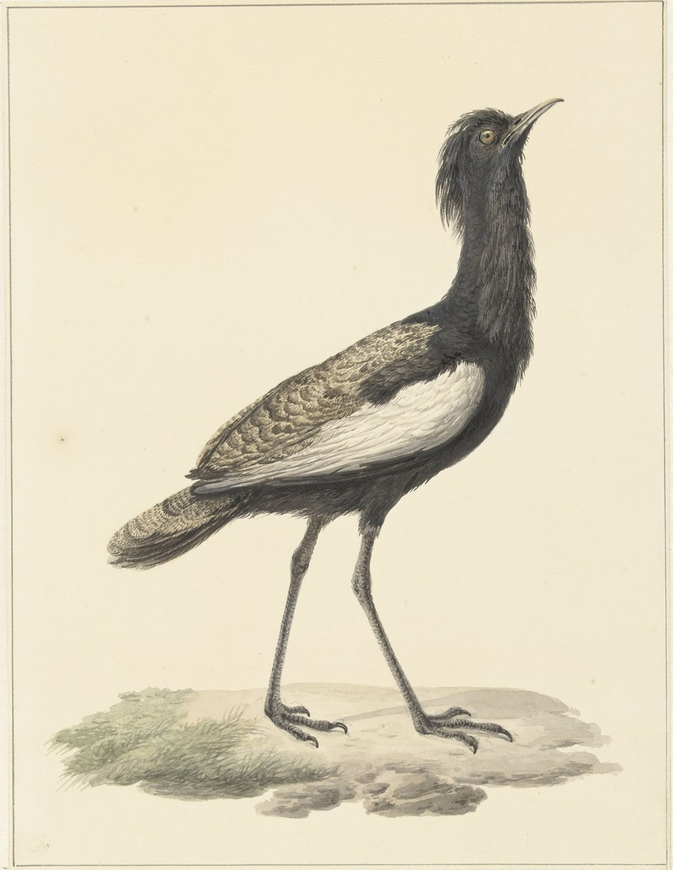 Bardatrap (Eupadatis bengalensis / Haubropsis bengalensis) autorstwa Pieter Pietersz. Barbiers