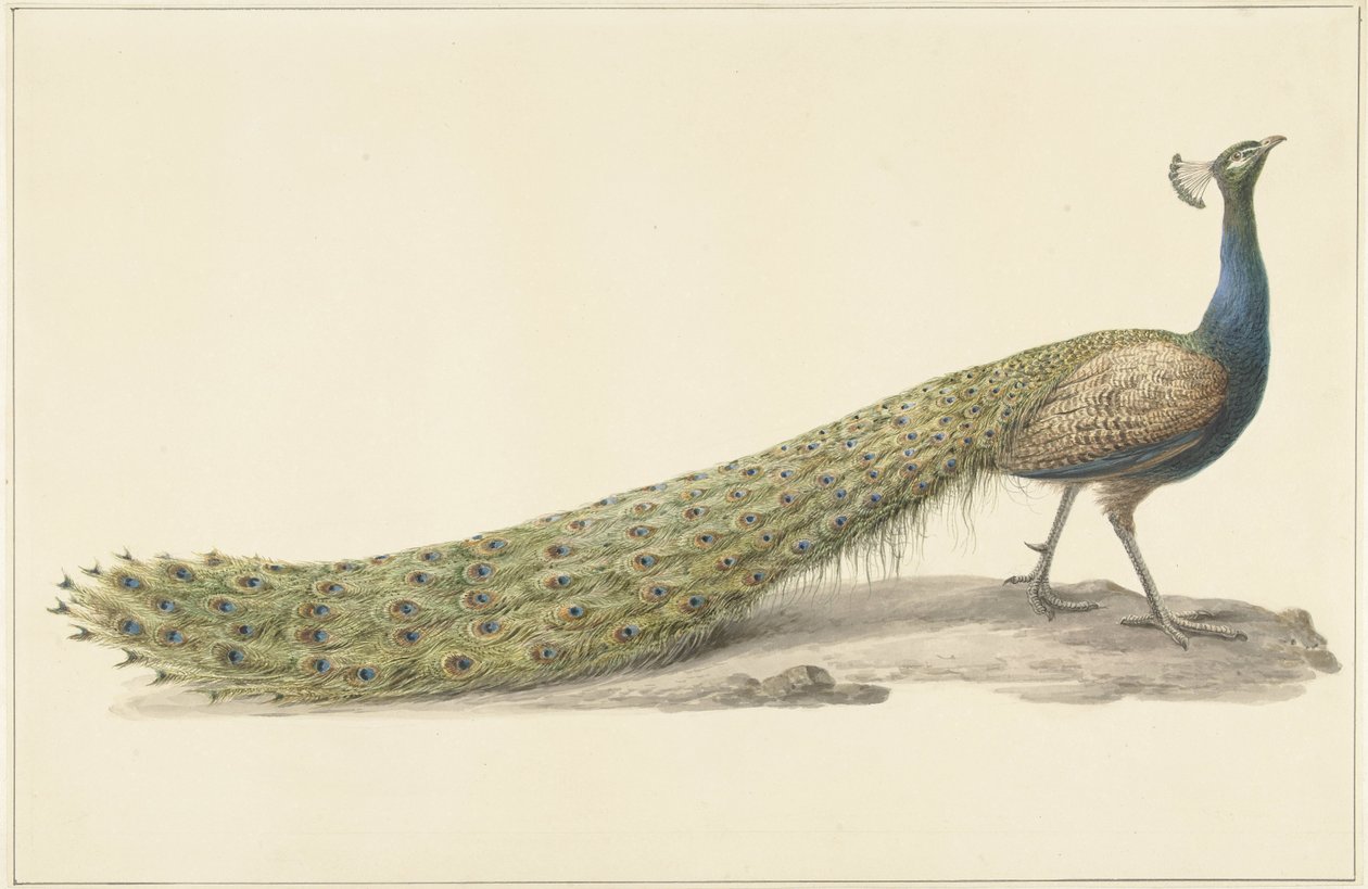 niebieski paw autorstwa Pieter Pietersz. Barbiers