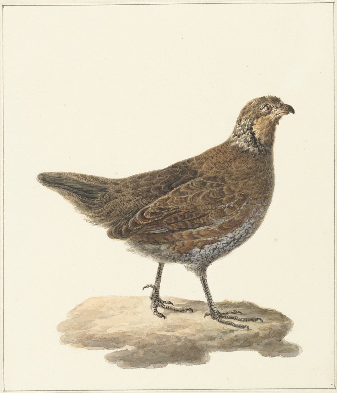 Bobwhite (Colinus virginianus) autorstwa Pieter Pietersz. Barbiers