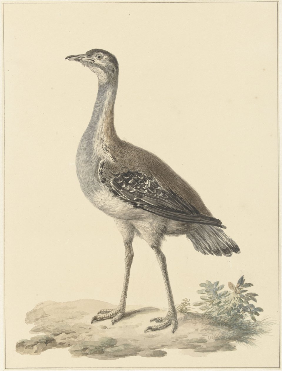 Pułapka Denhama (Neotis denhami) autorstwa Pieter Pietersz. Barbiers