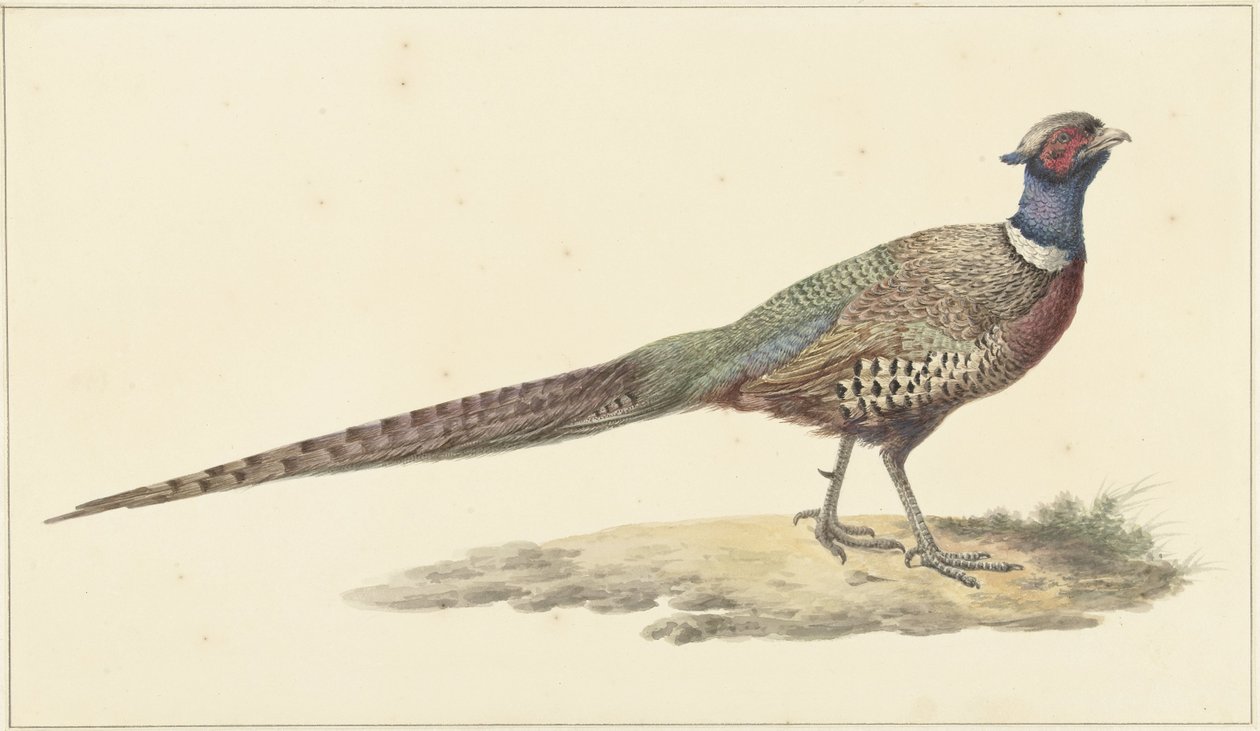 Bażant autorstwa Pieter Pietersz. Barbiers