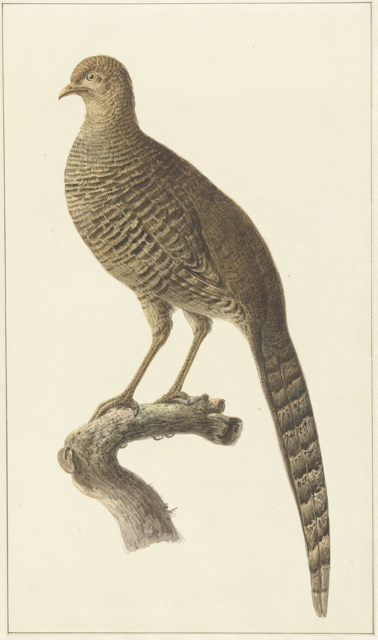 Goudfazant, kura autorstwa Pieter Pietersz. Barbiers