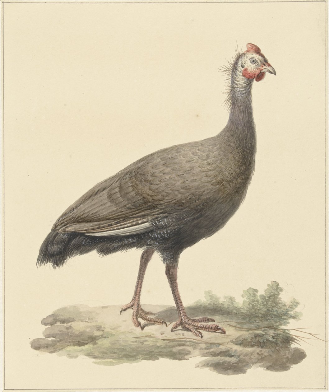 Helmparelhoen autorstwa Pieter Pietersz. Barbiers