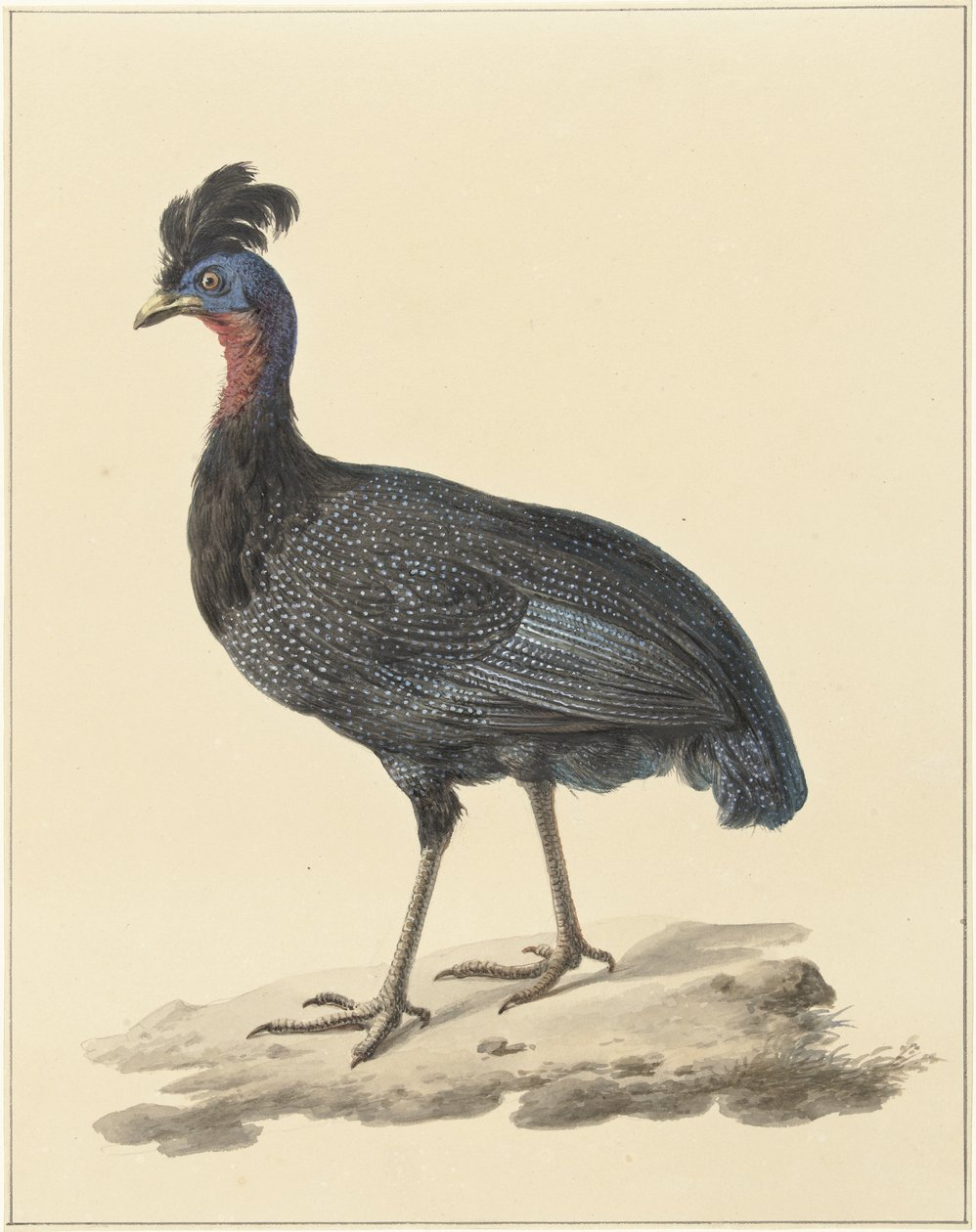 Perliczka czubata autorstwa Pieter Pietersz. Barbiers