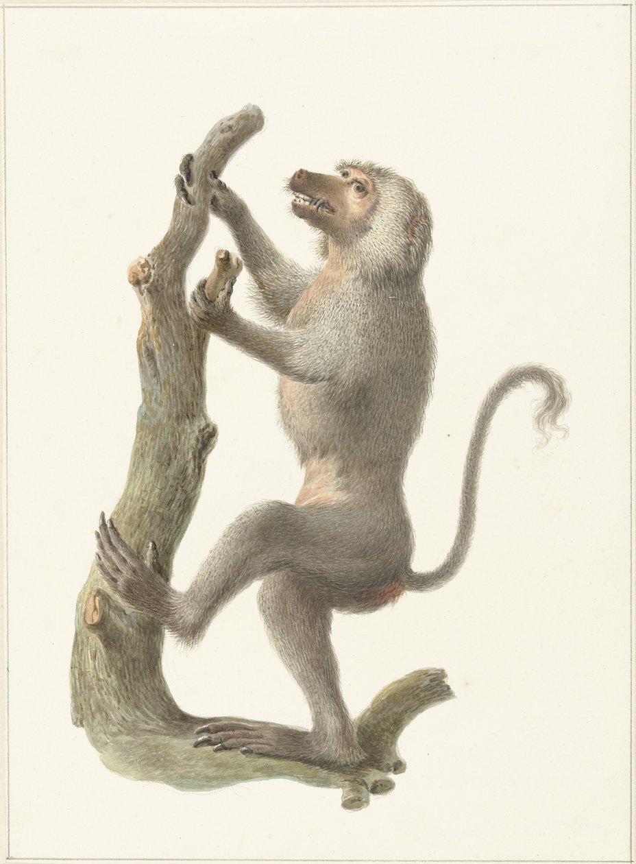 płaszcz pawian autorstwa Pieter Pietersz. Barbiers